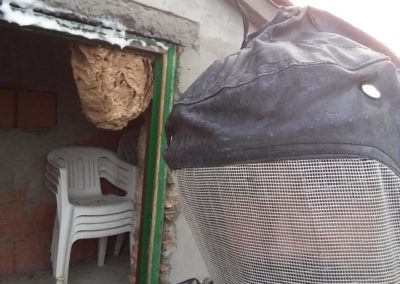 Rimozione nido di tafani